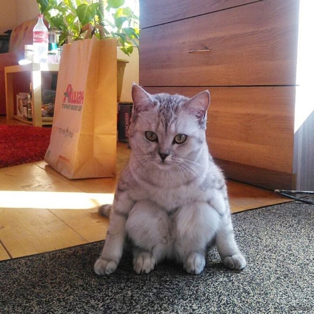 gatto seduto