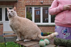 6 foto di gatti che hanno deciso di diventare umani