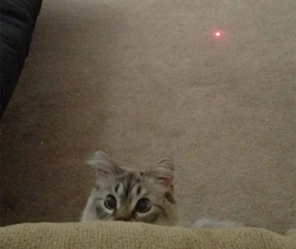 felino laser gioca