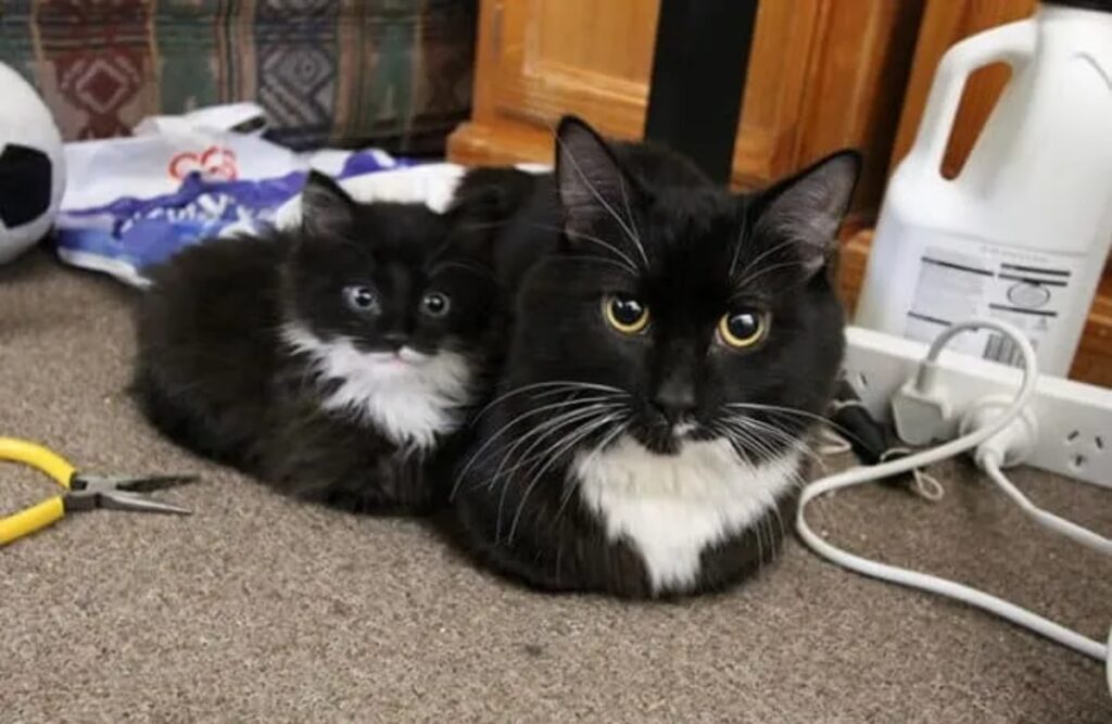 coppia gatti uguali