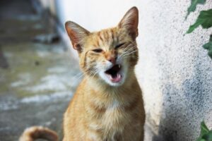 6 foto di gatti che hanno un solo obiettivo: far ridere a crepapelle
