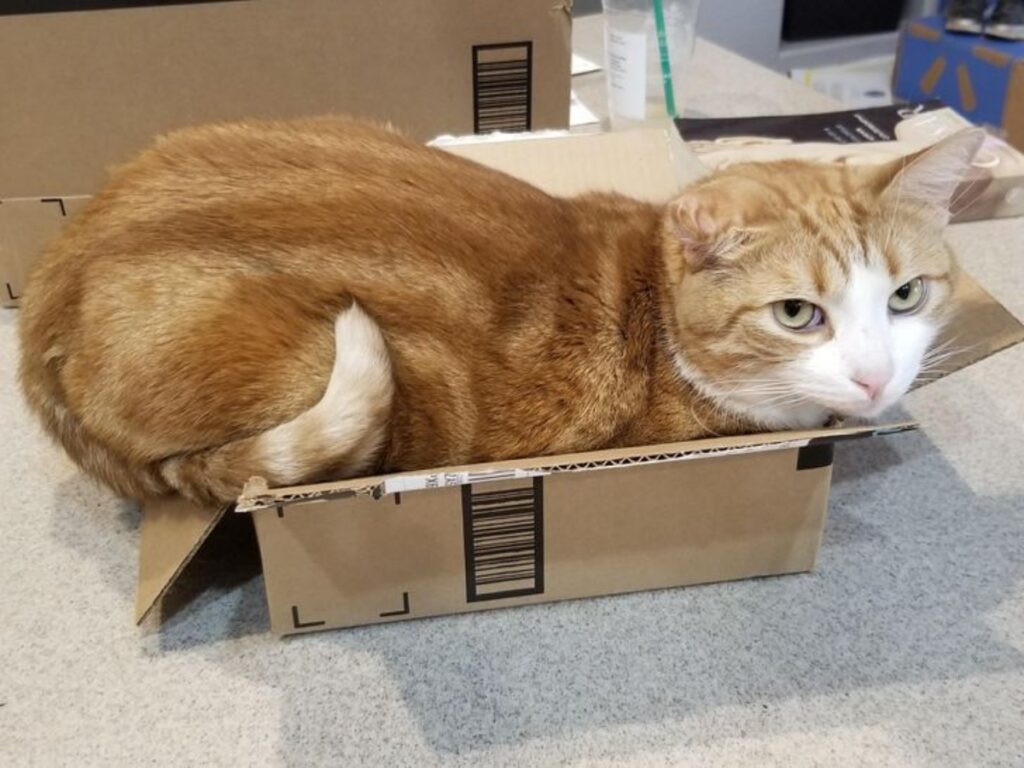 felino scatola