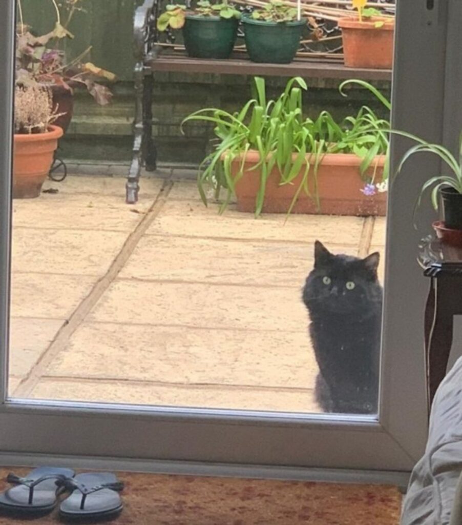 gatto alla porta