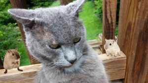 6 foto di gatti che solo all’apparenza sono angioletti