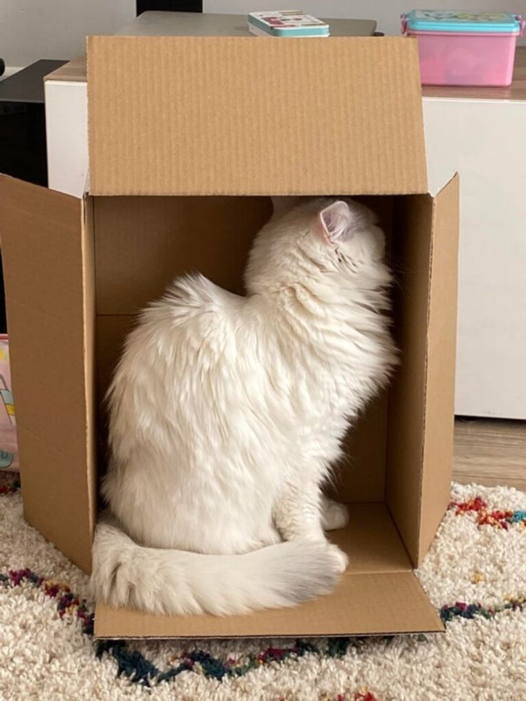 gatto scatola cartone