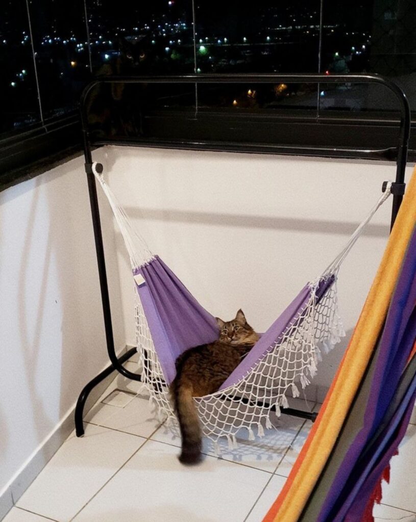 gatto amaca balcone