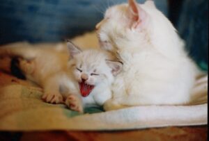 6 foto di gatti grandi e piccini che ti sapranno conquistare