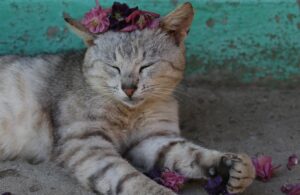 6 imperdibili foto di gatti straviziati dai loro proprietari