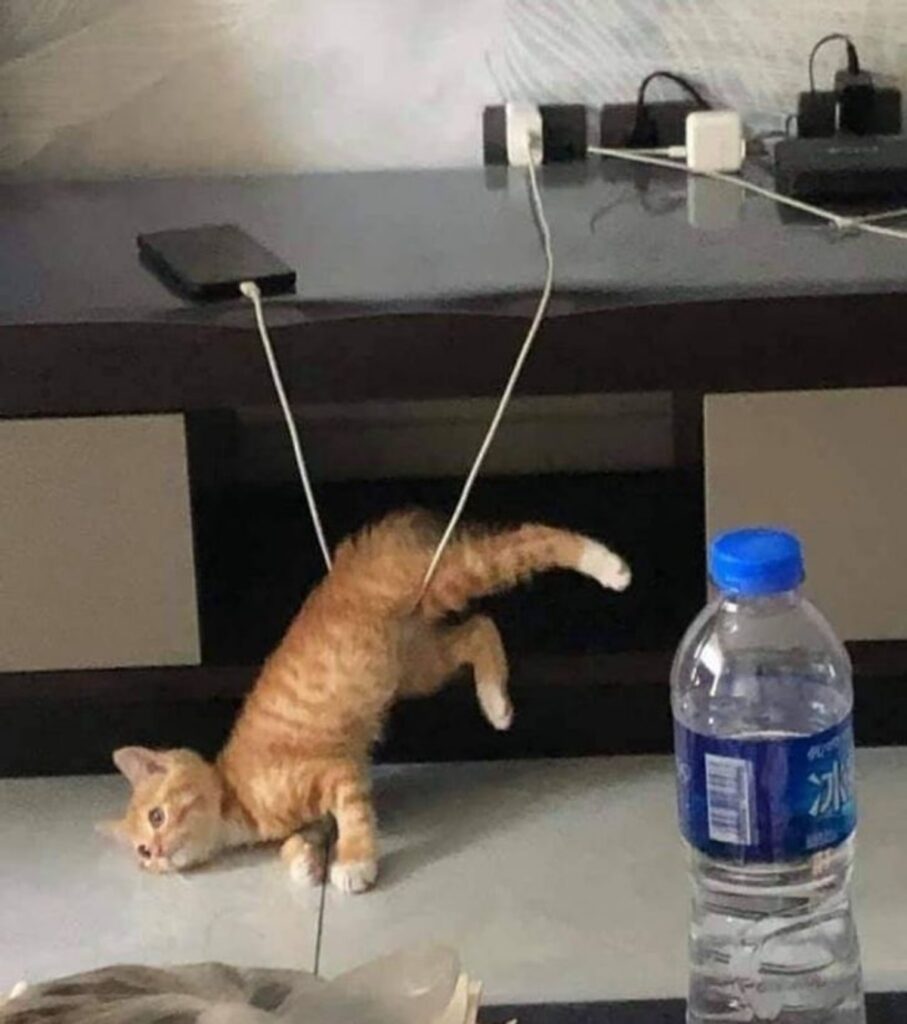 gatto inciampa filo