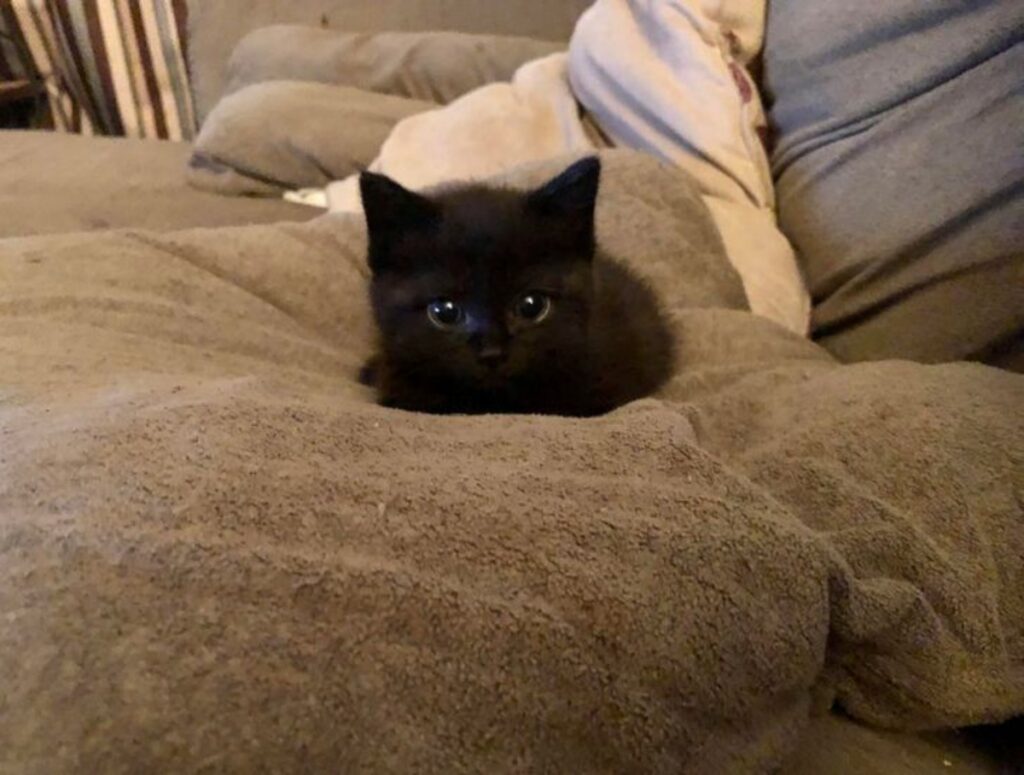 gatto nero occhioni
