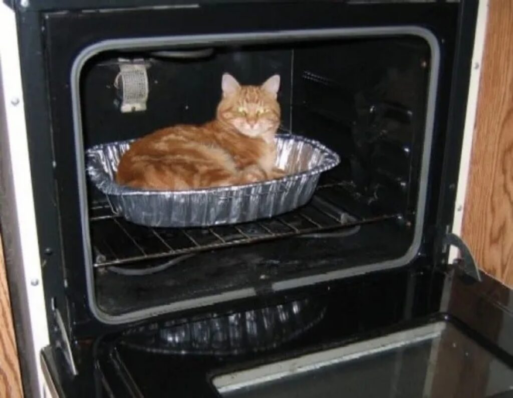 felino forno