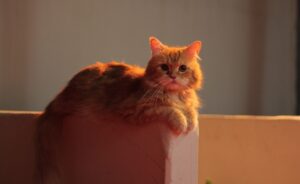 8 foto che cercano di spiegare la logica dietro le scelte dei gatti in materia di pisolini