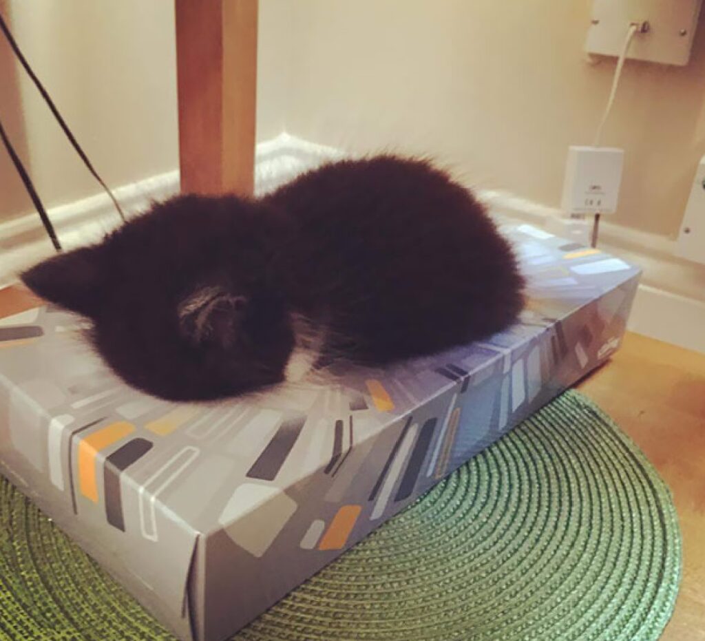 gatto nero su scatola grigia