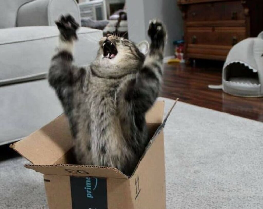 gatto dentro scatolone cartone 