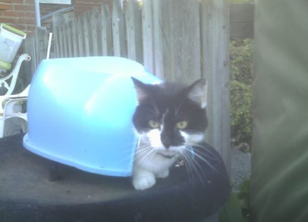 gatto guscio di plastica