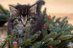 8 foto di gatti che dimostrano di essere le vere attrazioni del Natale