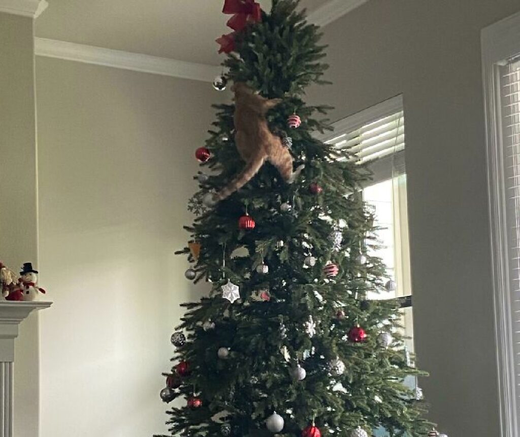 gatto albero scalata 