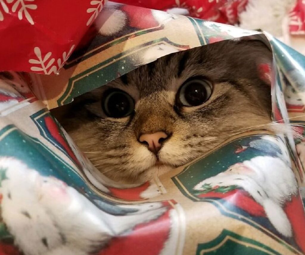 gatto dentro carta regalo 
