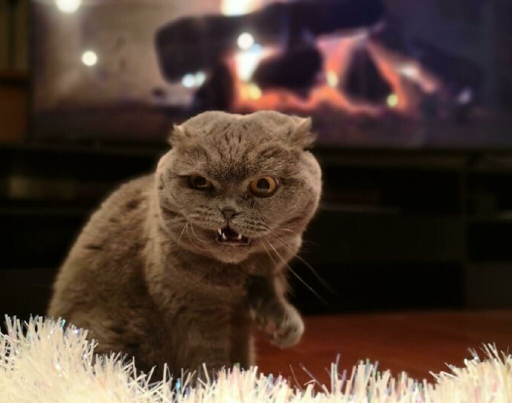 gatto faccia smorfia arrabbiata 