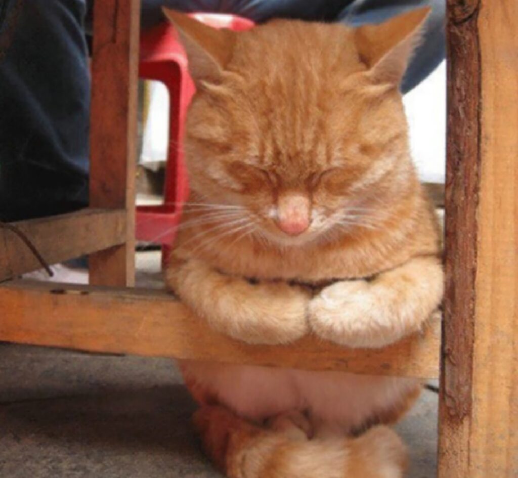 gatto rosso sotto sedia 