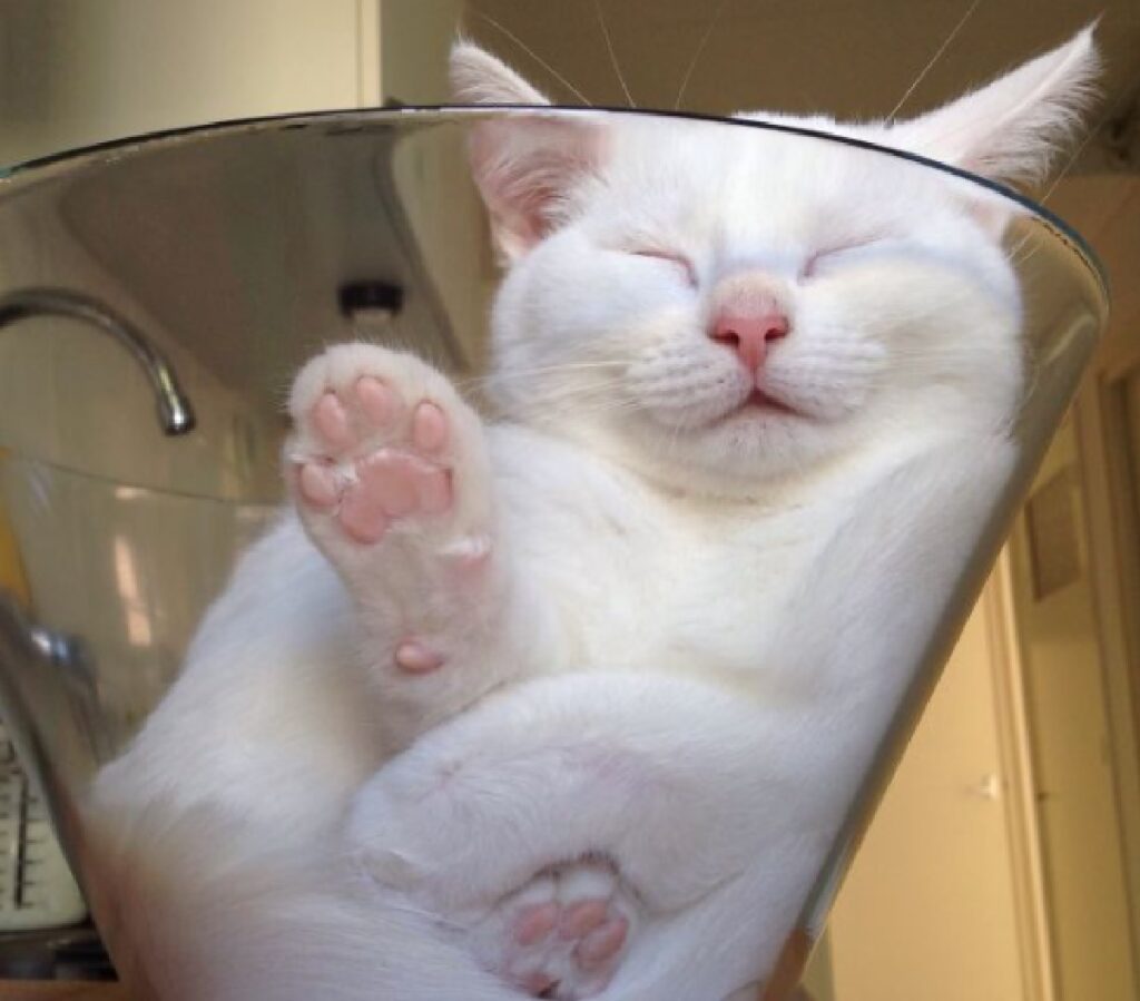 gatto dentro ciotola vetro 