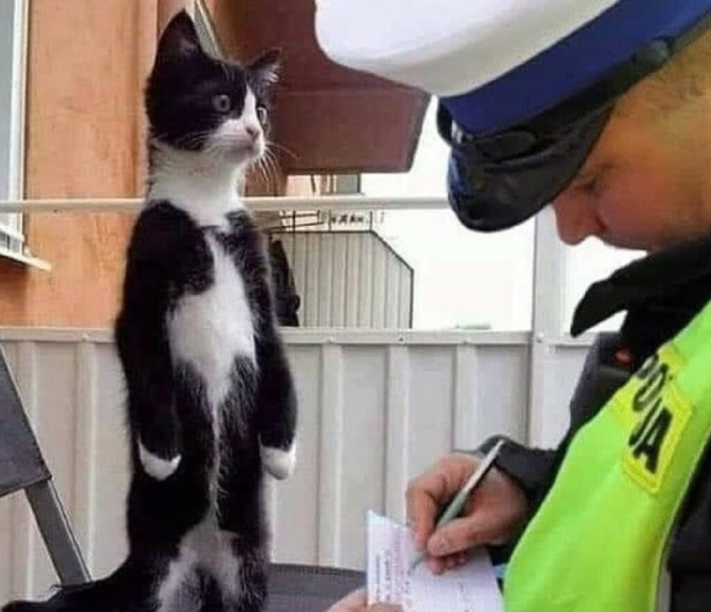 gatto multato da poliziotto 
