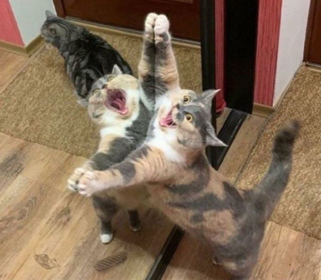 gatto attacca specchio 