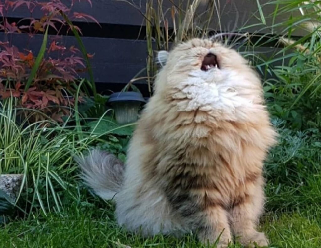 gatto urla in aria