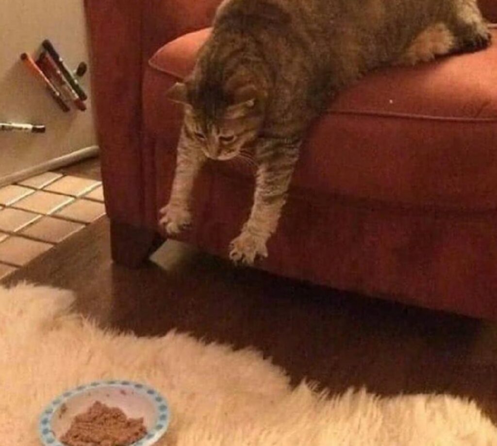 gatto cerca di arrivare al cibo 