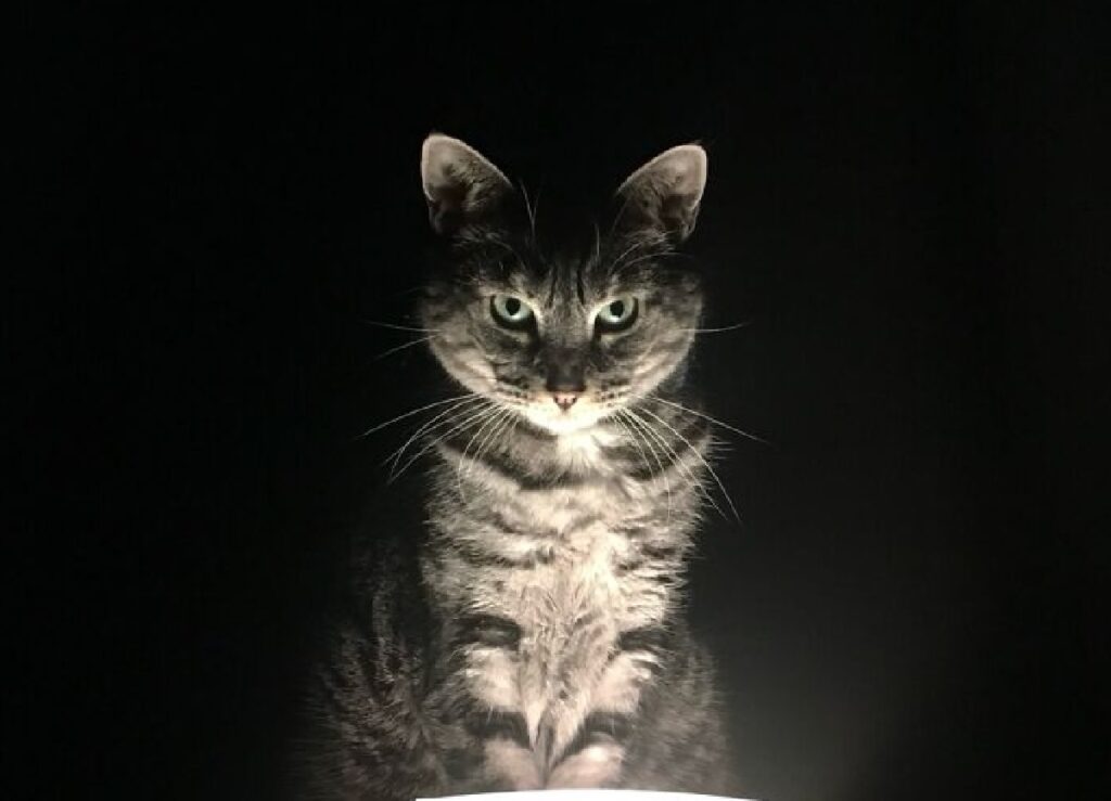 gatto luce soffusa da sotto 