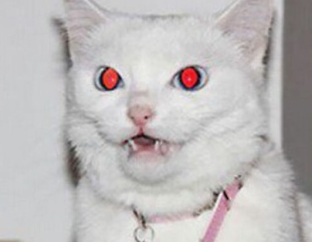 gatto occhi rosso fuoco 
