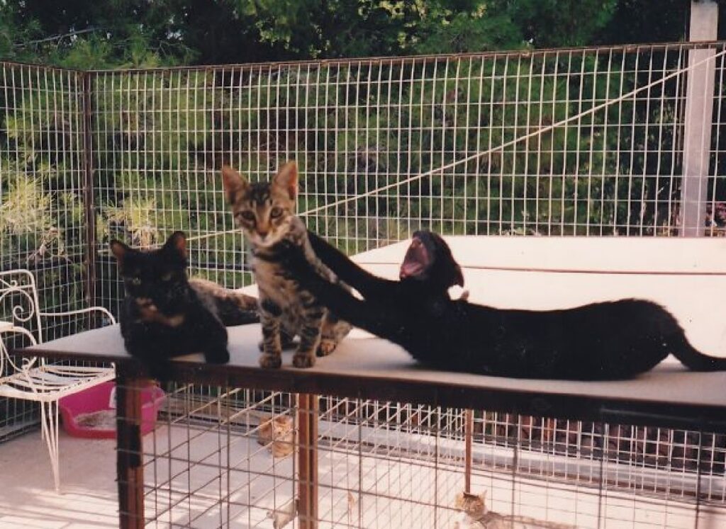 gatto nero attacca soriano 