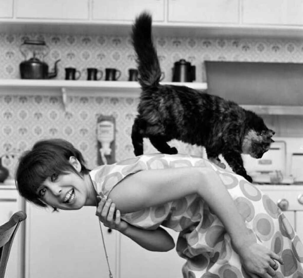 una stubbs con gatto 