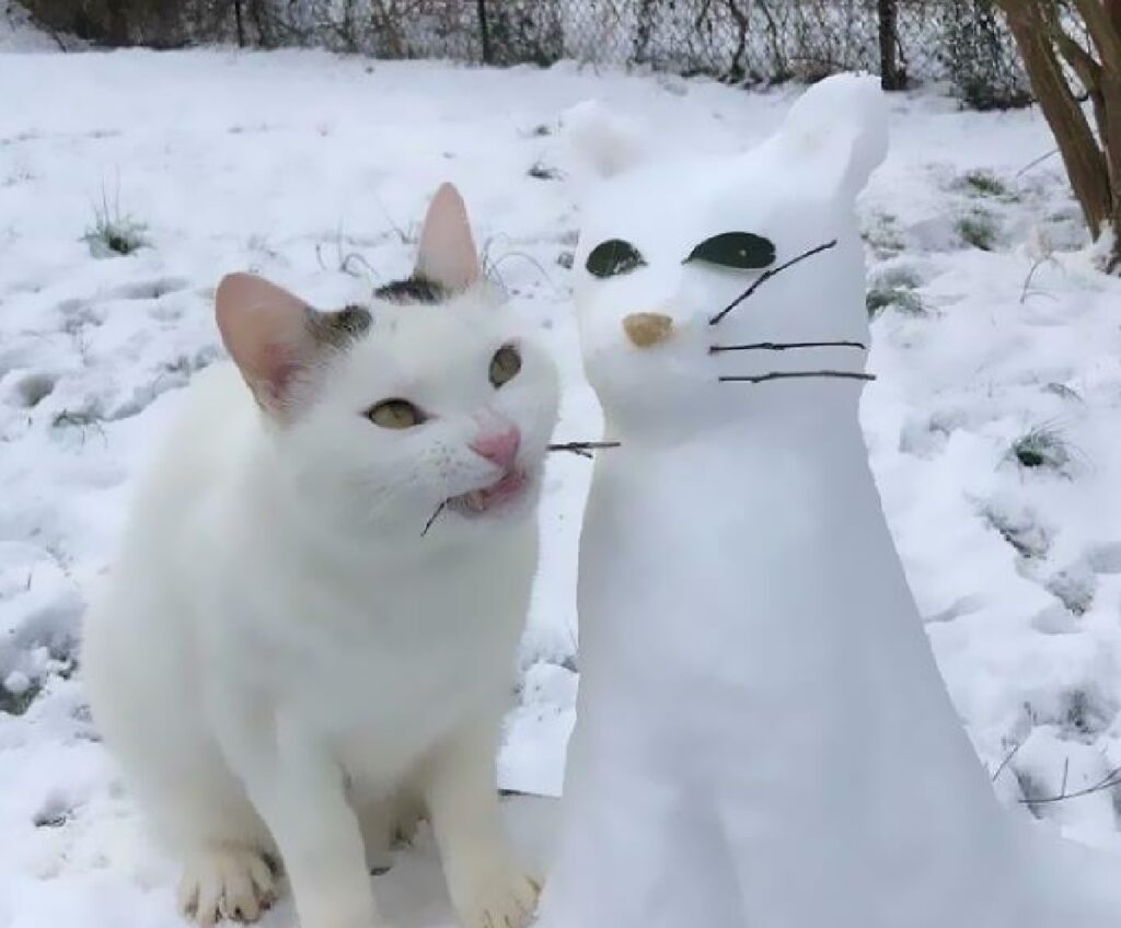 gatto insieme pupazzo di neve