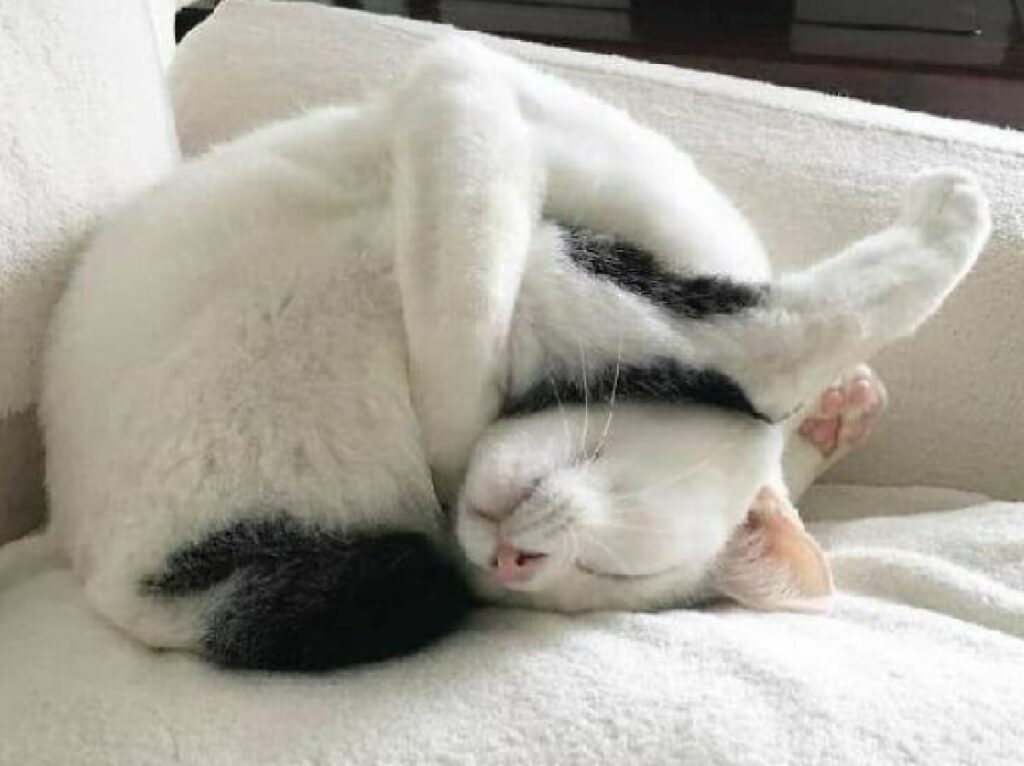 gatto pratica di yoga