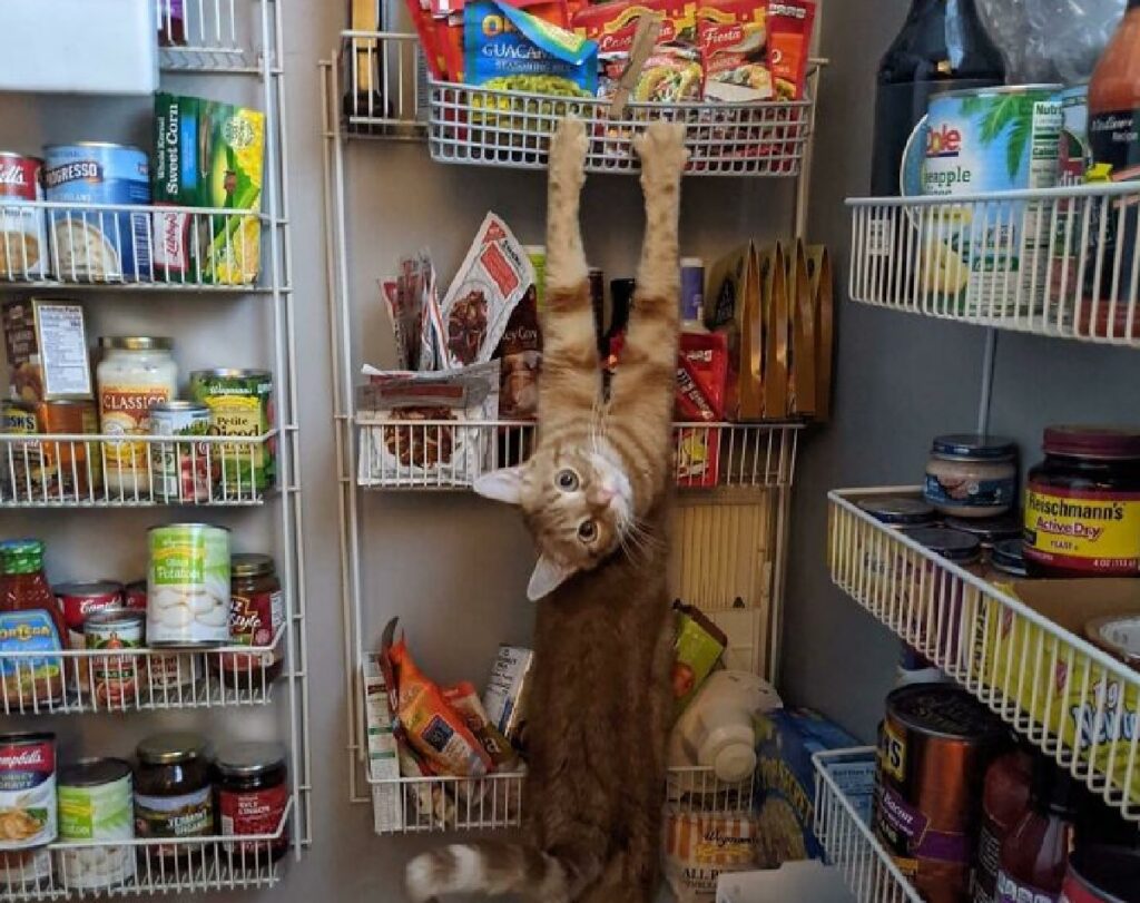 gatto ruba cibo supermercato 