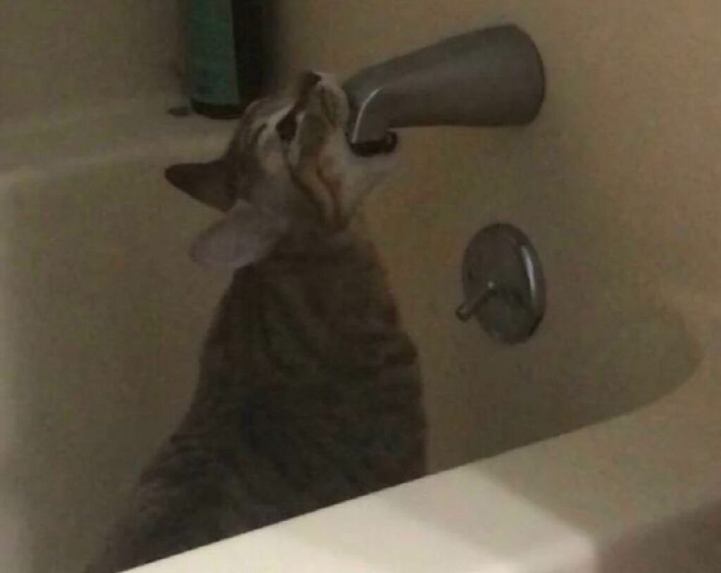 gatto si disseta da rubinetto vasca