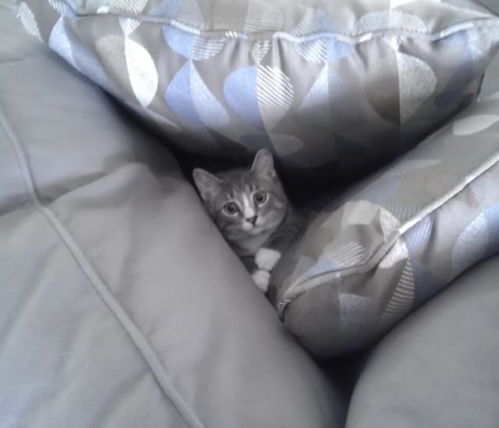 gatto chiuso da cuscini 