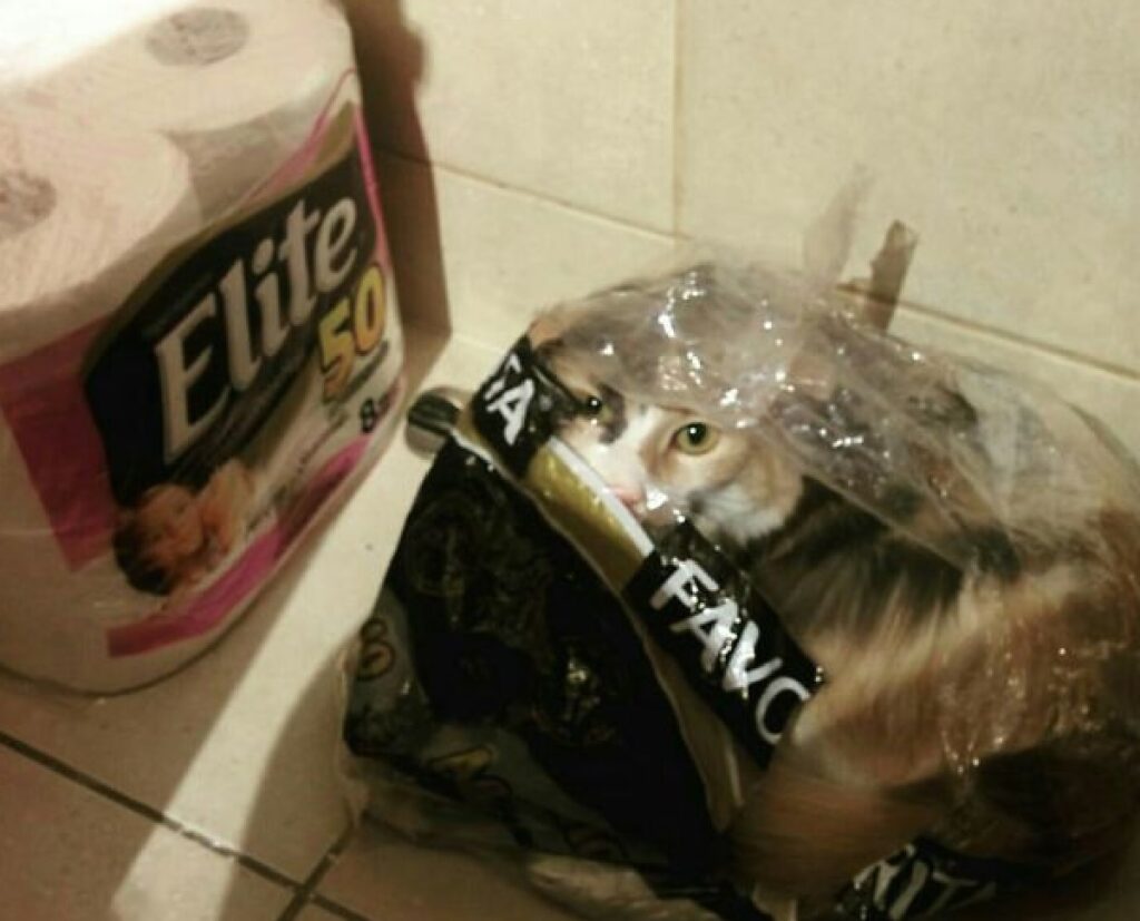 gatto dentro busta plastica