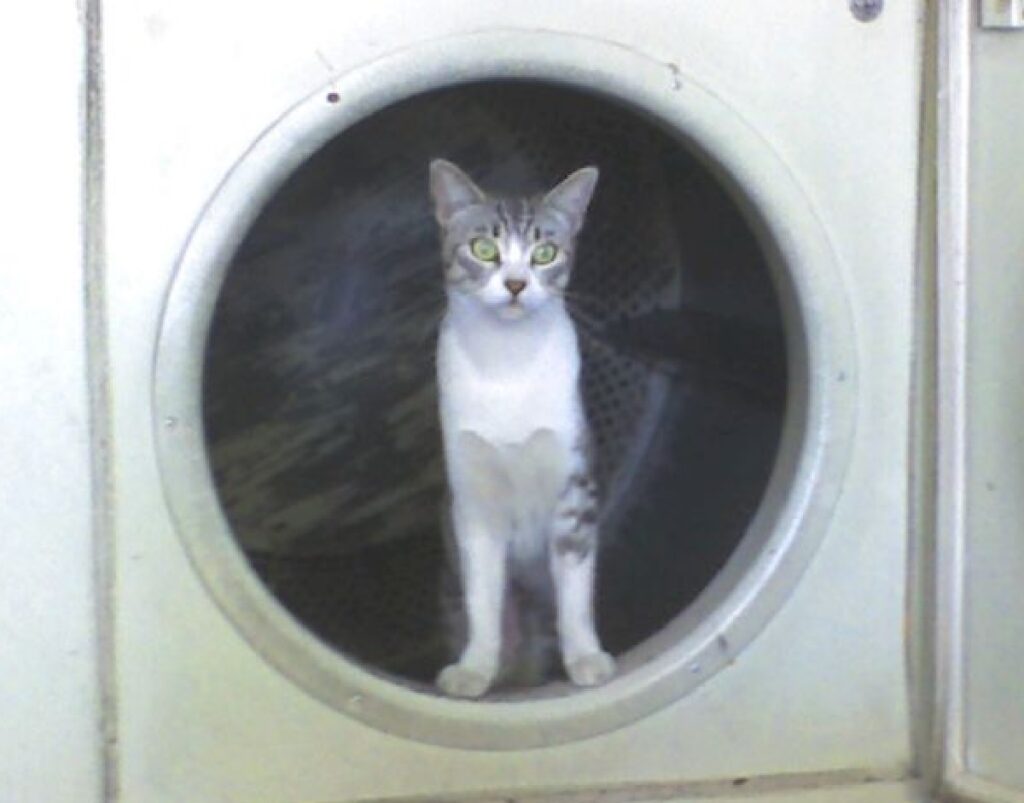 gatto lavatrice chiuso 