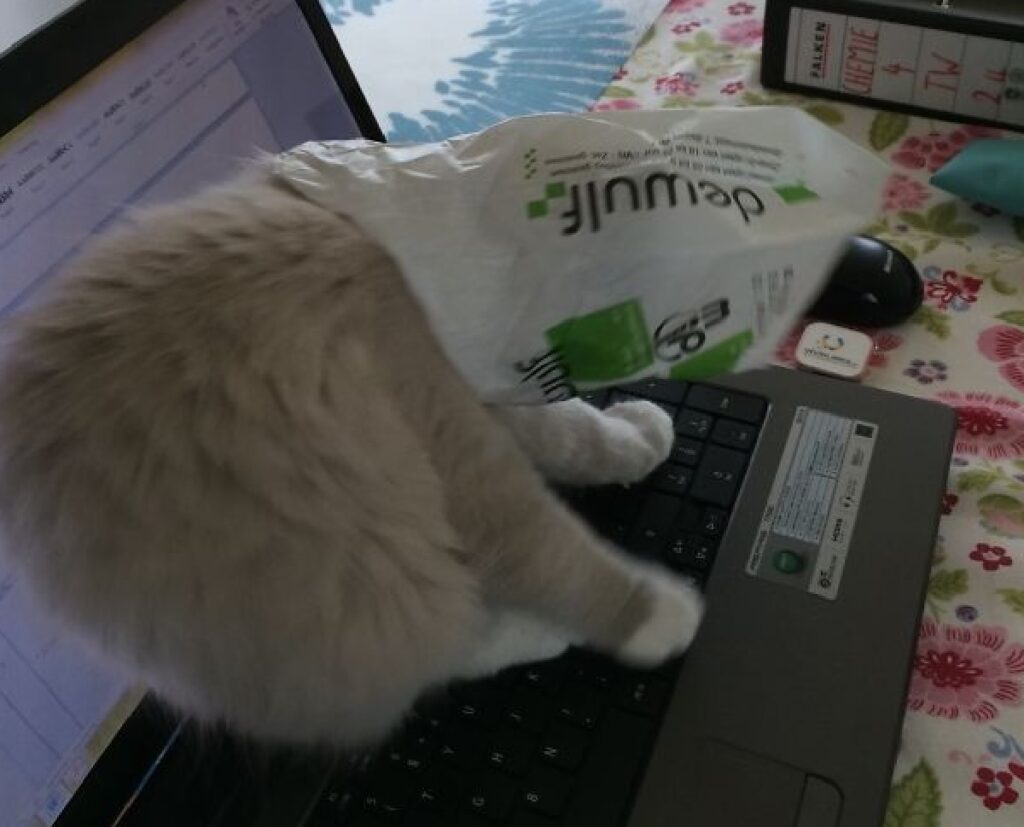 gatto su computer portatile