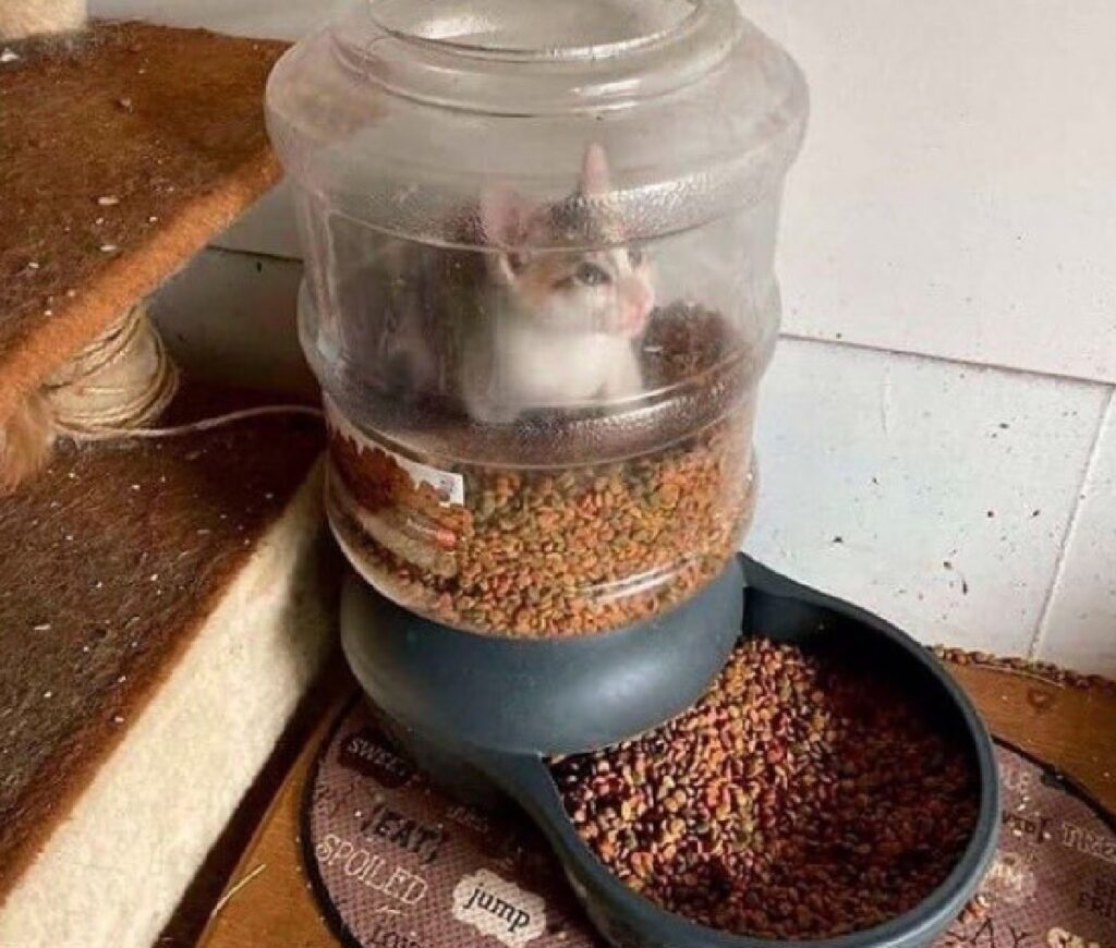 gatto dentro dispenser crocchette
