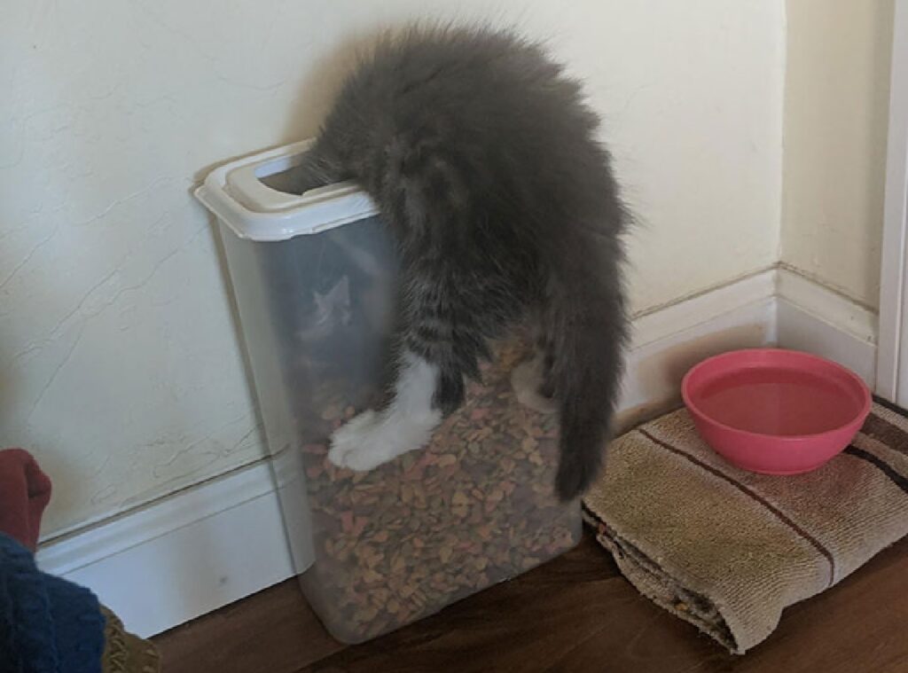 gatto finito dentro contenitore crocchette
