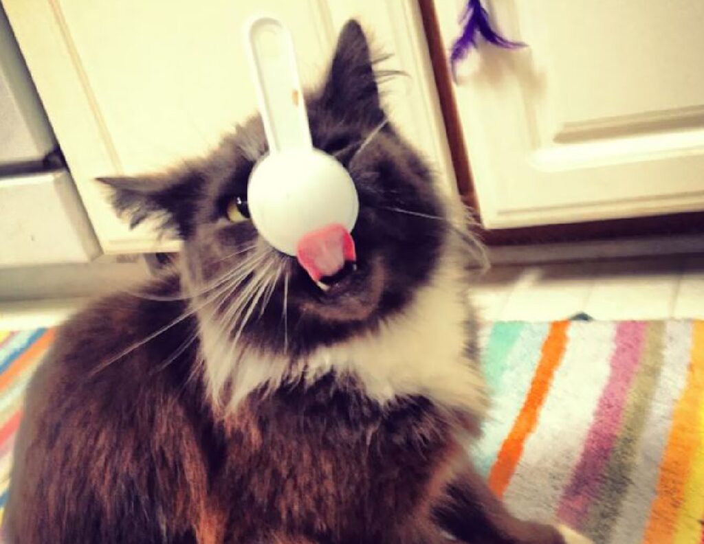 gatto cucchiaio sul volto 