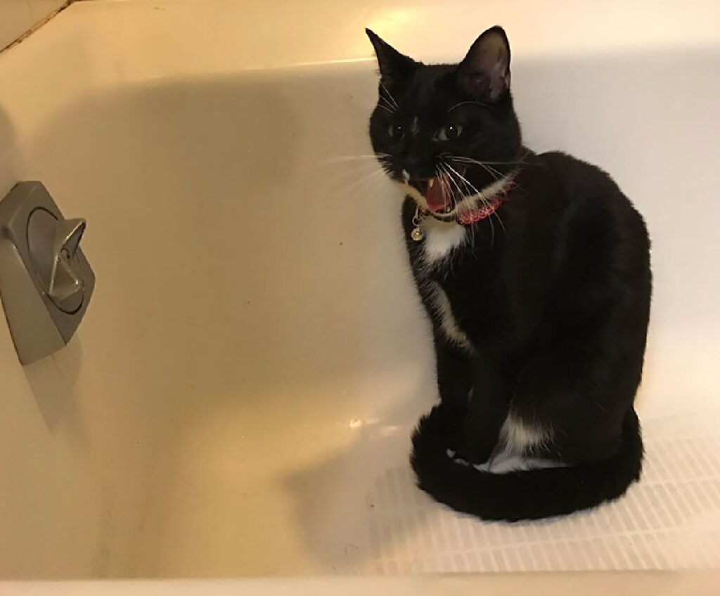 gatto nero dentro vasca 