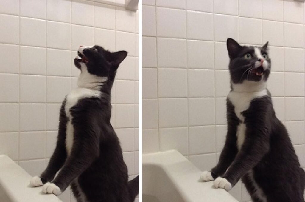 gatto sopra vasca del bagno 