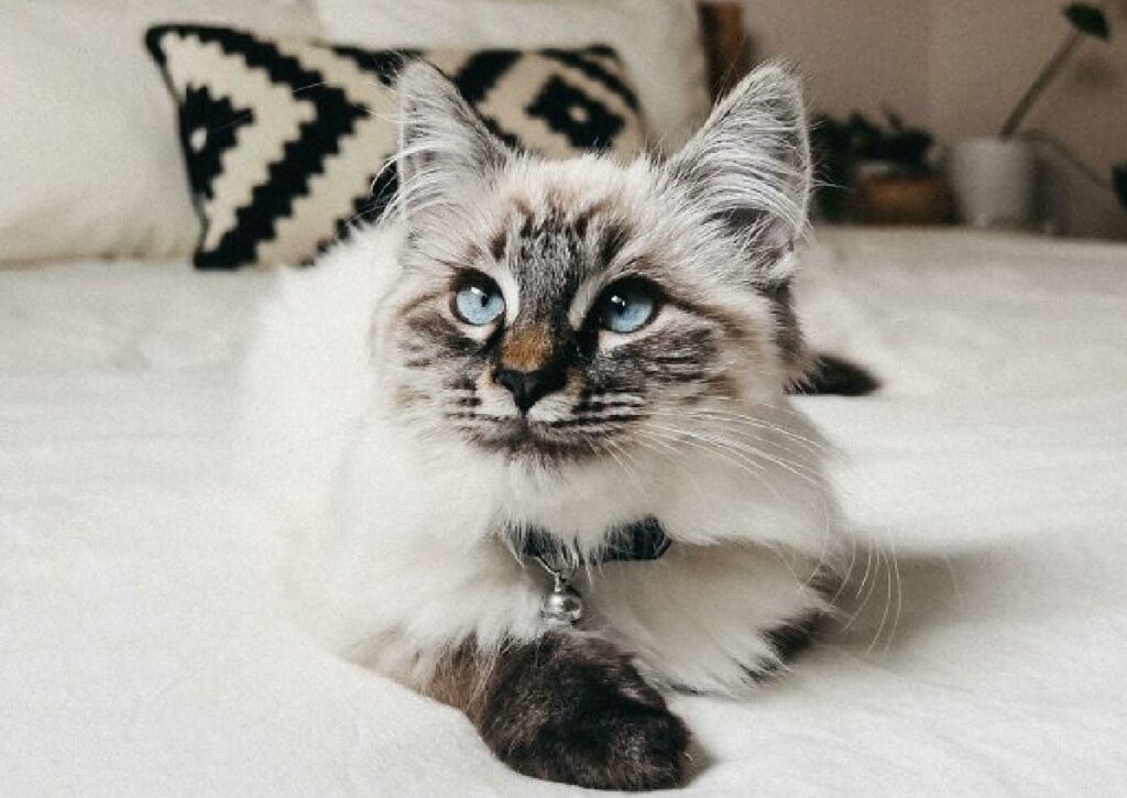 gatto bianco sfumature grigie 