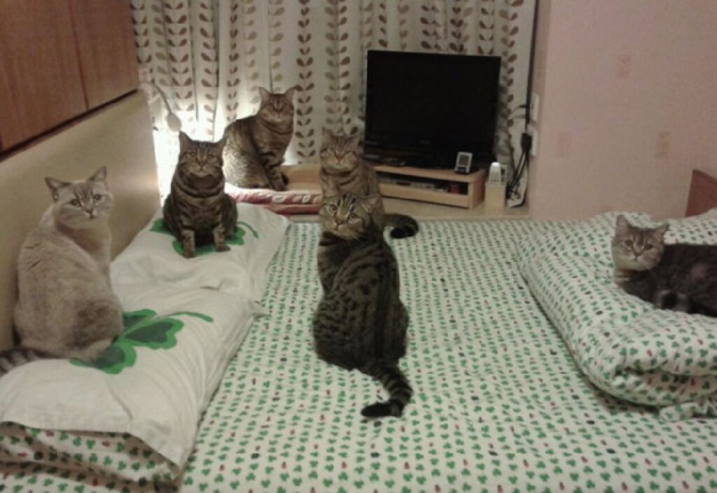 gatti riuniti stanza 