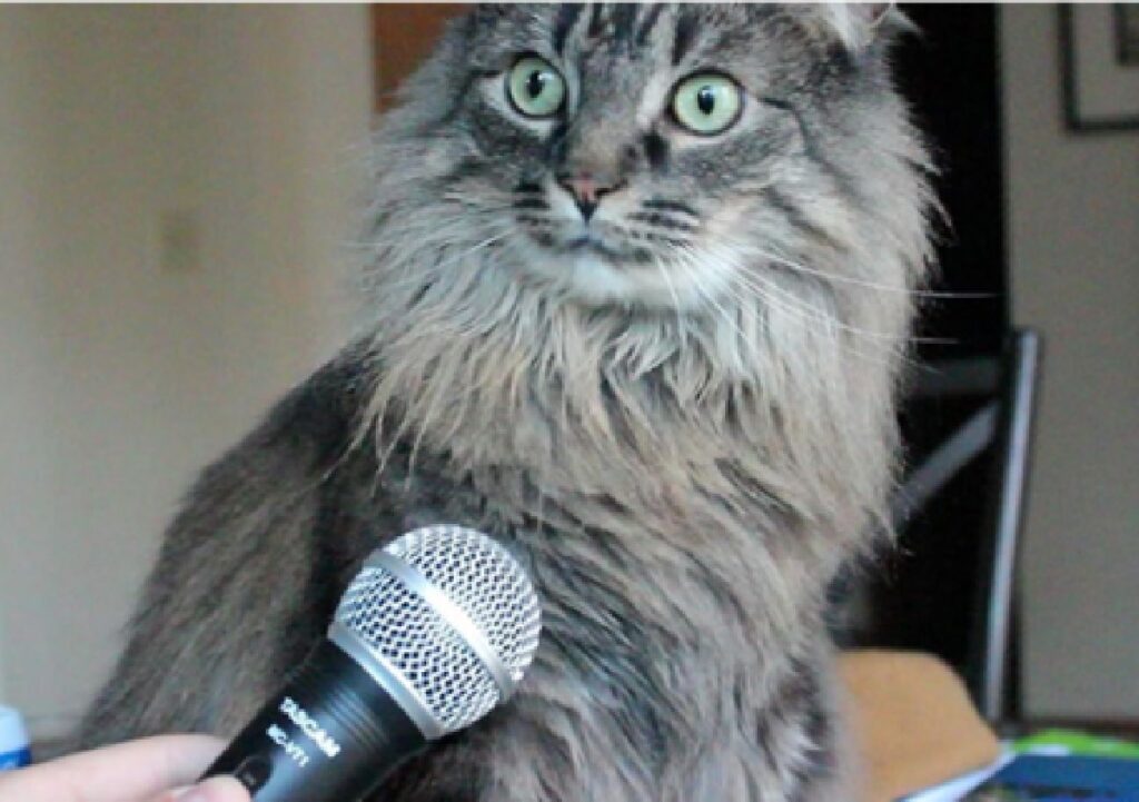 gatto con microfono puntato 