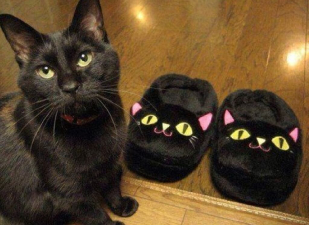 gatto pantofole nere 